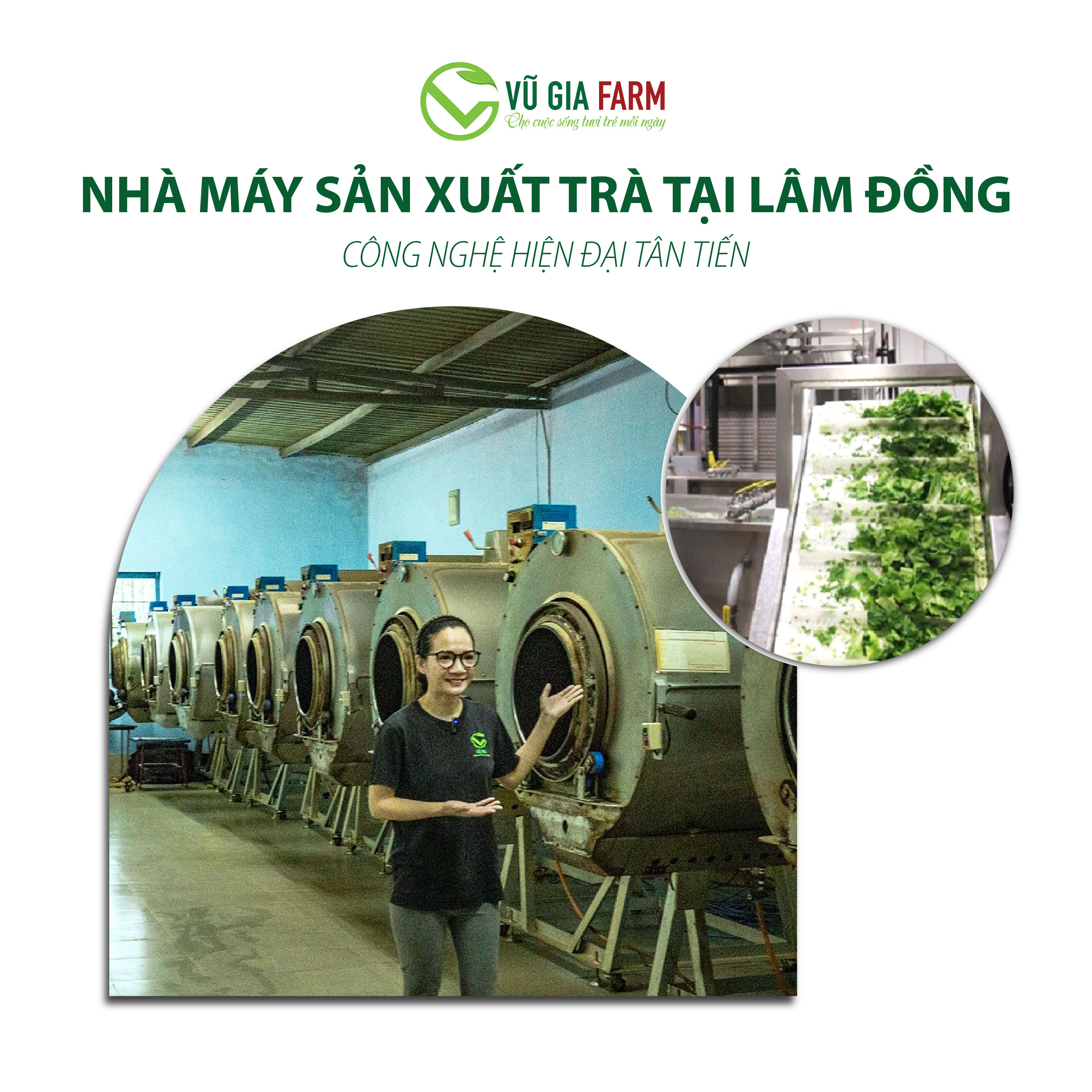 Lục Trà ( Trà Xanh) Nguyên Chất Vũ Gia (100g/ túi) - Hình ảnh 6
