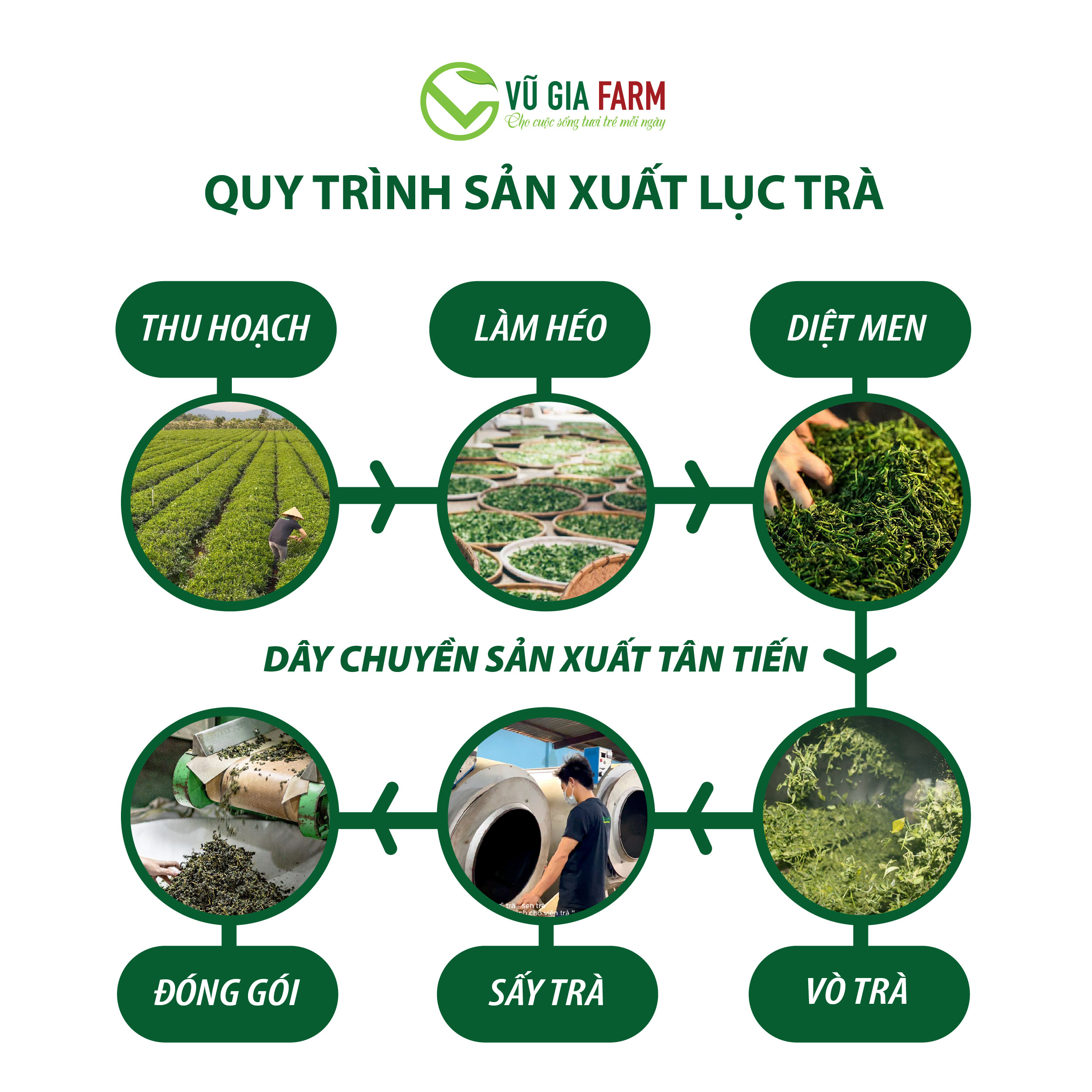 Lục Trà ( Trà Xanh) Nguyên Chất Vũ Gia (100g/ túi) - Hình ảnh 5