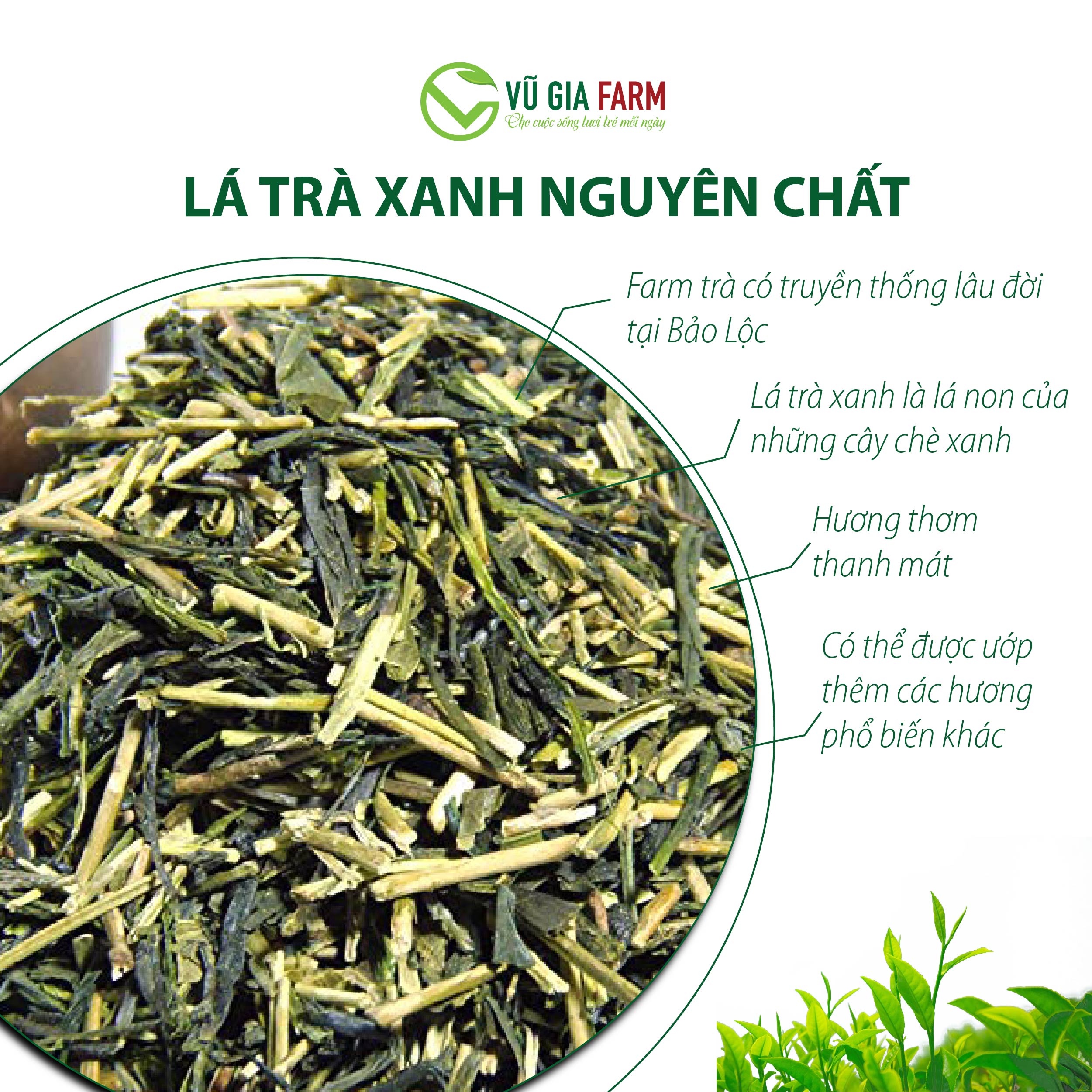 Lục Trà ( Trà Xanh) Nguyên Chất Vũ Gia (100g/ túi) - Hình ảnh 4