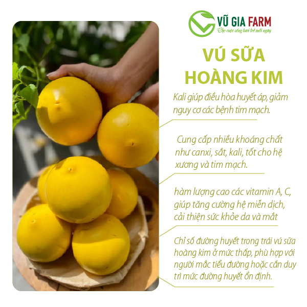 Vú Sữa Hoàng Kim 1kg - Hình ảnh 7