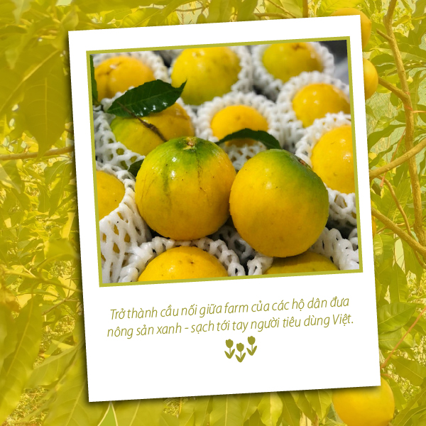 Vú Sữa Hoàng Kim 1kg - Hình ảnh 5