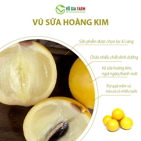 Vú Sữa Hoàng Kim 1kg - Hình ảnh 4