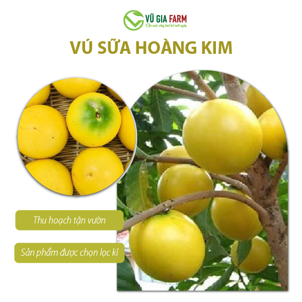 Vú Sữa Hoàng Kim 1kg - Hình ảnh 3