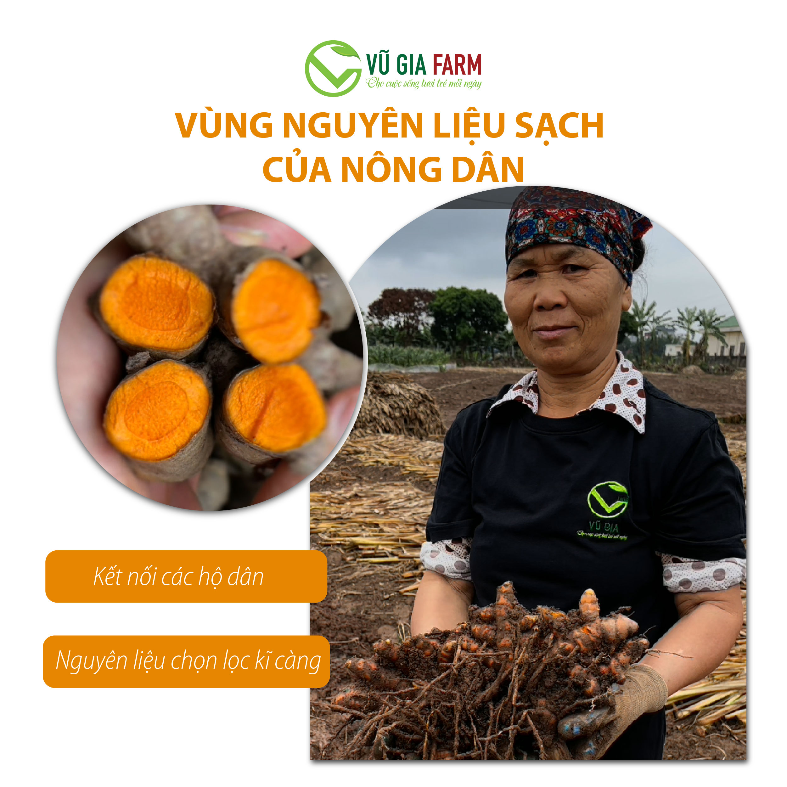 Tinh Nghê Đỏ Nguyên Chất Vũ Gia (100g/túi) - Hình ảnh 7