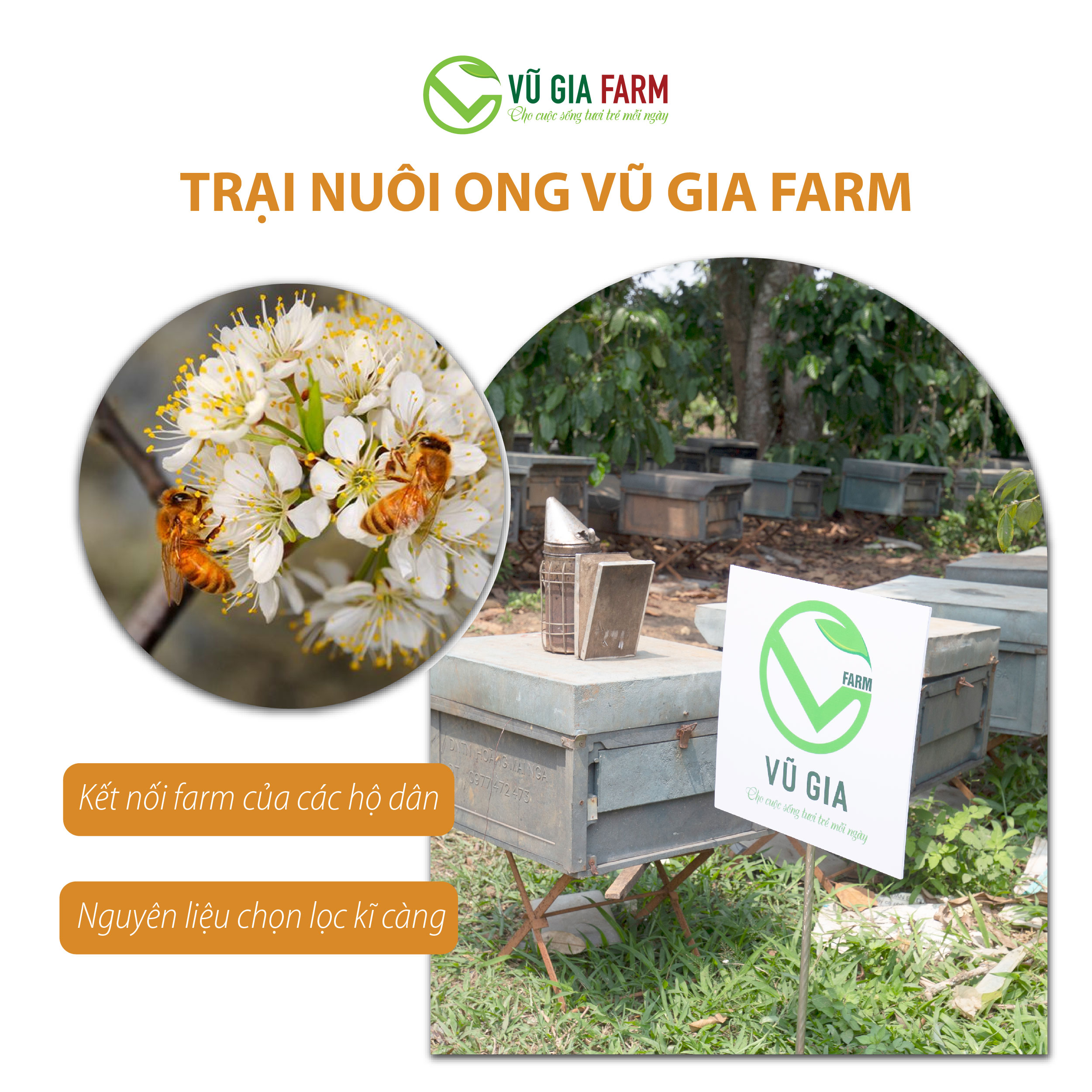Mật Ong Cà Phê Nguyên Chất Vũ Gia - Hình ảnh 5