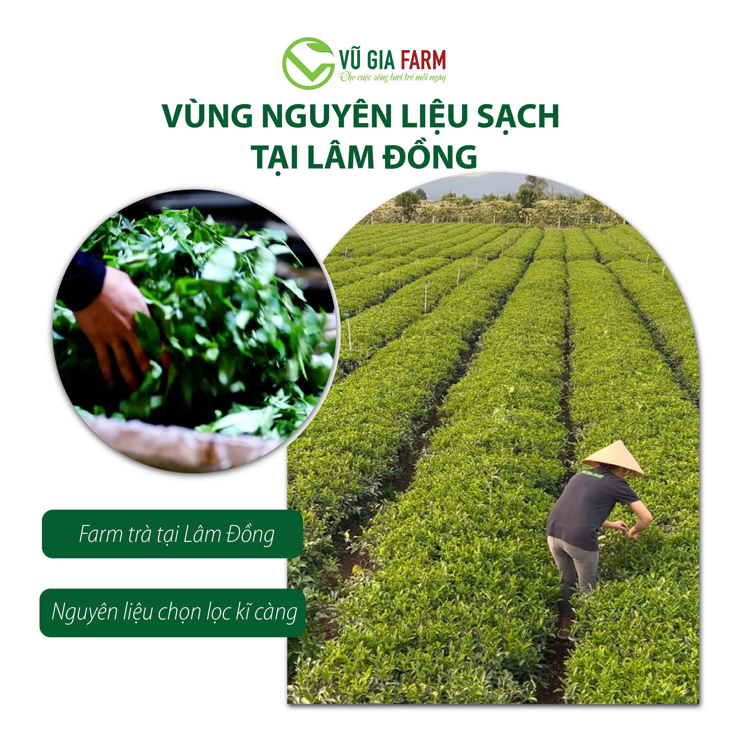 Trà Dây Nguyên Chất Bảo Lộc Vũ Gia (100g/ túi) - Hình ảnh 12