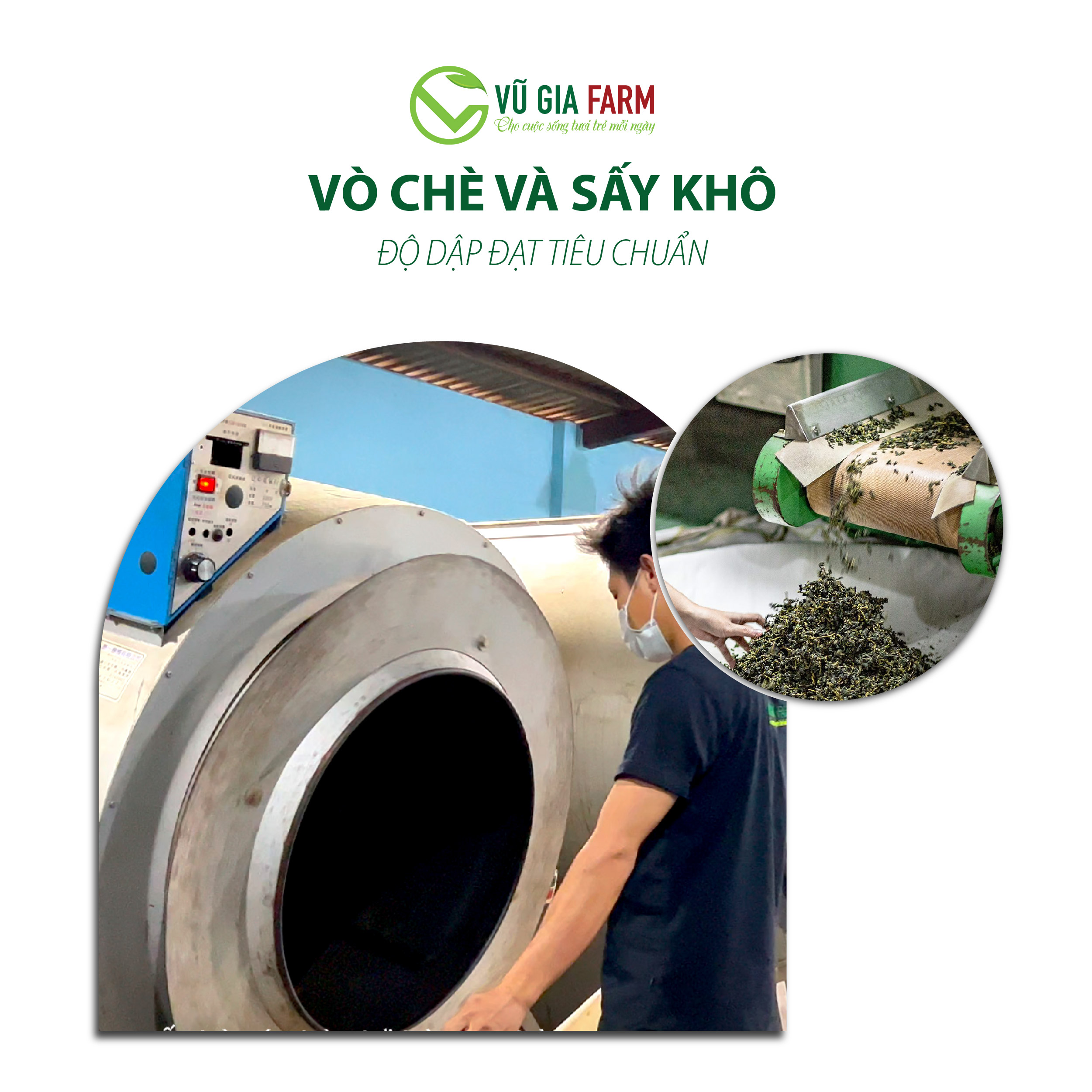 Trà Dây Nguyên Chất Bảo Lộc Vũ Gia (100g/ túi) - Hình ảnh 11